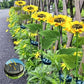 🌻50 % RABATT! ☀️ Vanntette solcellelamper – Realistiske blomsterblader, IP65 værbestandig og lyser automatisk i 8–12 timer ☀️🌻